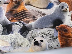 Bomuldsjersey - skønneste sæler, se lige det maveskind